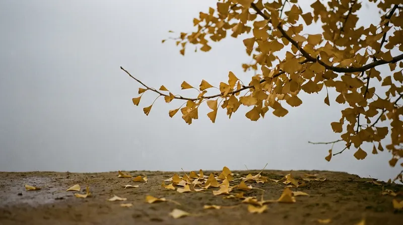 A branch of fan-shaped ginkgo leaves turning gold in autumn