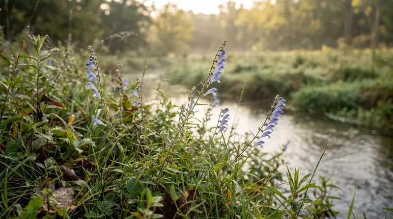 Slender skullcap stems with small pale blue flowers in a wet meadow by a stream